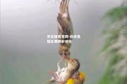开云体育官网-技术高超比赛精彩绝伦
